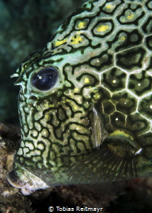 Honeycomb cowfish, Something Special, Bonaire by Tobias Reitmayr 